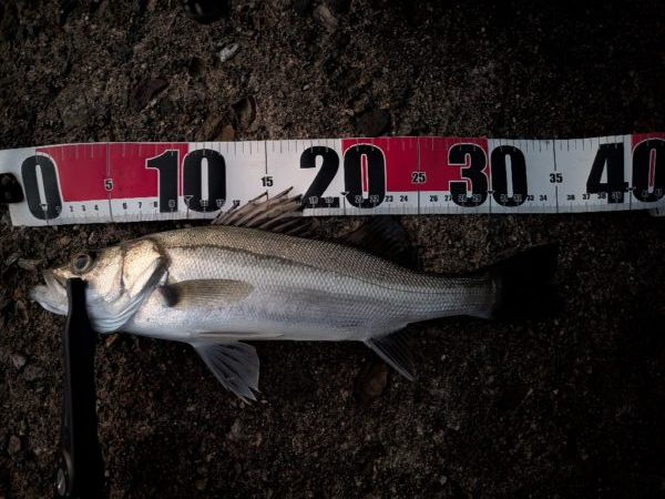 アジングのつもりが