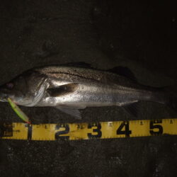 ただ巻きで釣れてしまう…