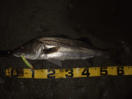 ただ巻きで釣れてしまう…