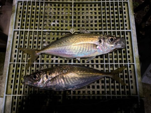 春アジング開幕？