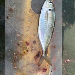 満員御礼サビキ釣り