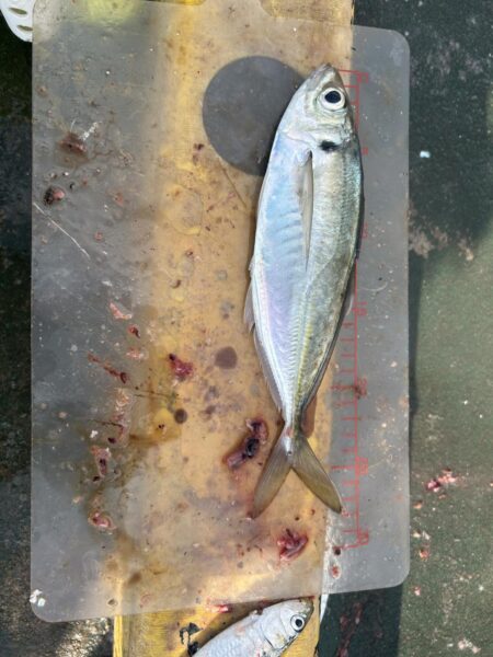 満員御礼サビキ釣り