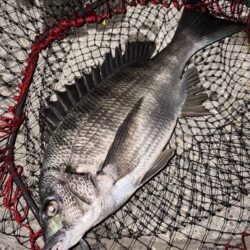 ヘチってきました