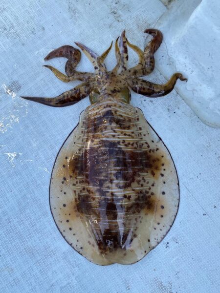 2キロアップ⁉️