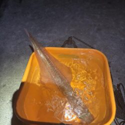 【常神半島】ヤリイカ第二弾