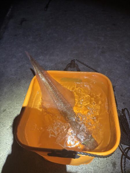 【常神半島】ヤリイカ第二弾