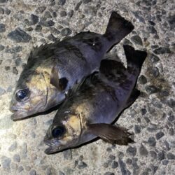 渋い日が続きます