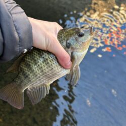 ゲストばっかのティラピア釣り