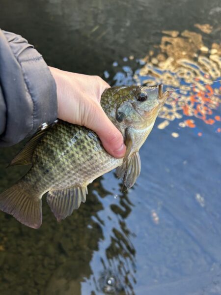 ゲストばっかのティラピア釣り