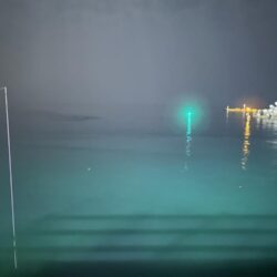 ヤリイカ、ケンサキイカ