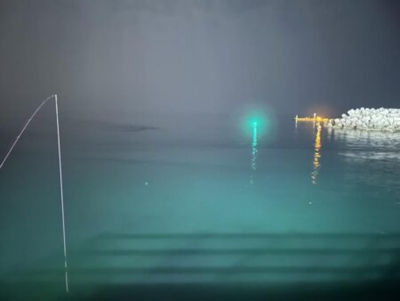 ヤリイカ、ケンサキイカ