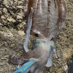 春烏賊ー🦑🌸