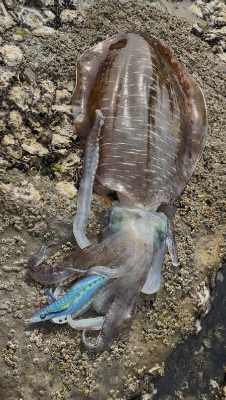 春烏賊ー🦑🌸