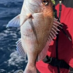 旬のグレジギング!