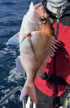 旬のグレジギング!