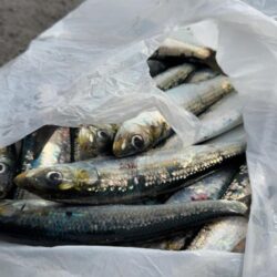 イワシ爆釣なり2nd