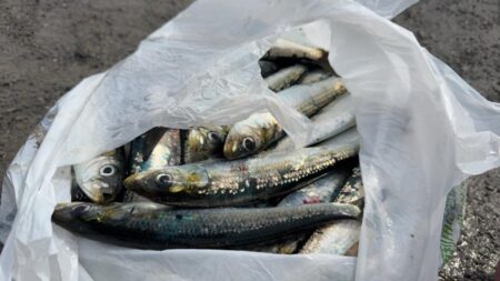 イワシ爆釣なり2nd