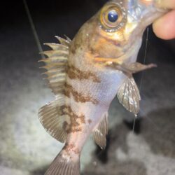 メバル10、ガシラ⑤