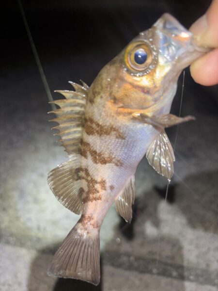 メバル10、ガシラ⑤