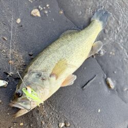 プリスポーン⁉️