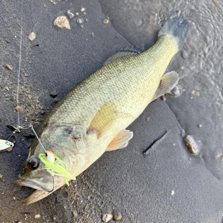 プリスポーン⁉️