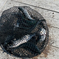 水宝でサーモン釣り|厳しい!