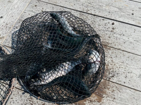 水宝でサーモン釣り|厳しい!