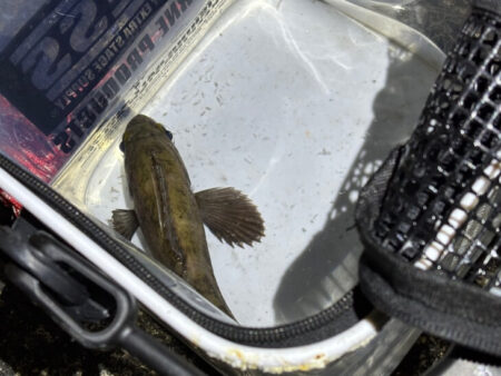 本荘人口島でメバリング｜スプリットで何とか反応！