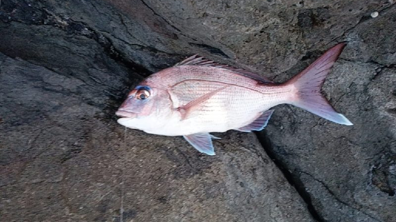 まだ夜釣りは、早いかな。