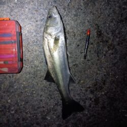 シーバス43cmを2匹