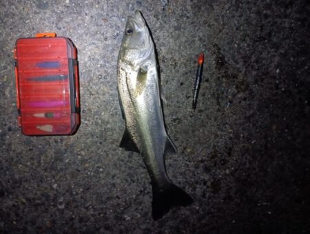 シーバス43cmを2匹