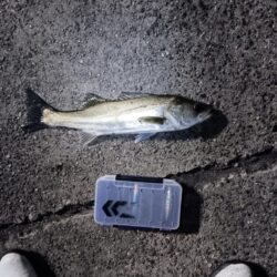 シーバス42cmと45cm