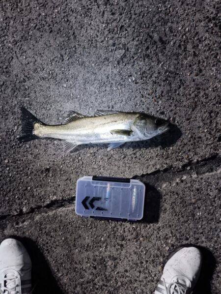 シーバス42cmと45cm