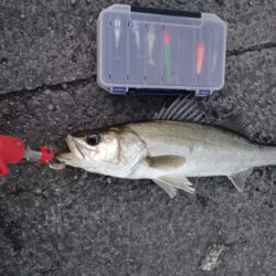 シーバス2匹（42cmと45cm）