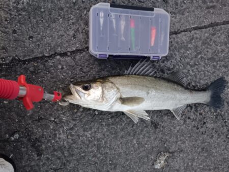 シーバス2匹（42cmと45cm）