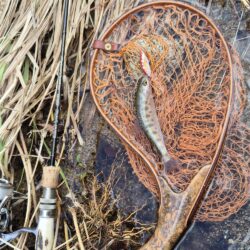 久しぶりの渓流へ