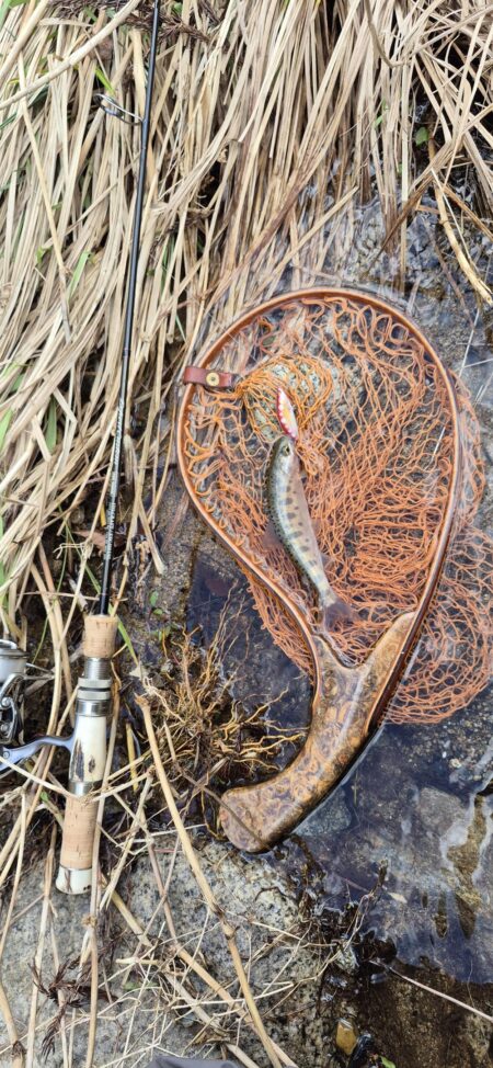 久しぶりの渓流へ