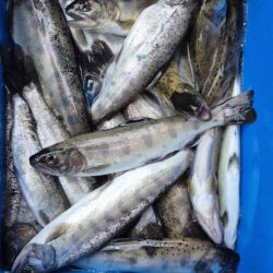 久しぶりのヤマメ