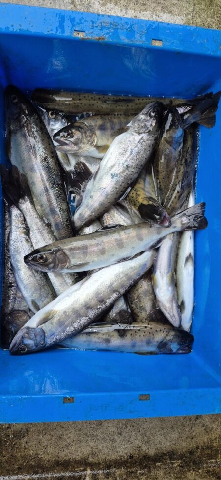 久しぶりのヤマメ