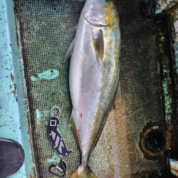 淡路島西側ジギング