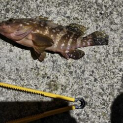 新釣法を極めん！