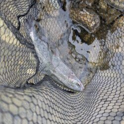 エリアトラウト