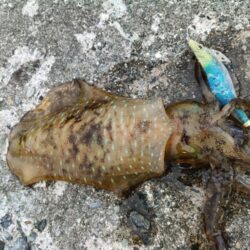 ボチボチ春イカシーズンかな