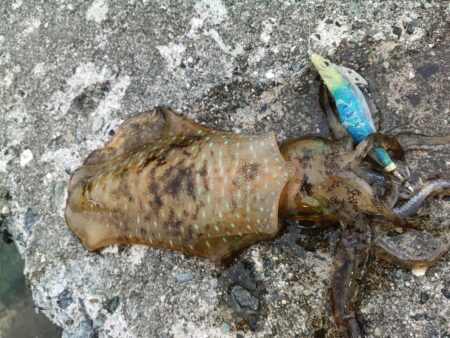 ボチボチ春イカシーズンかな