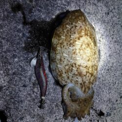 コウイカだった…