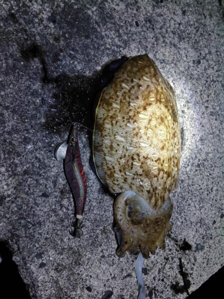 コウイカだった…