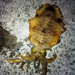 ギリギリキロアップ