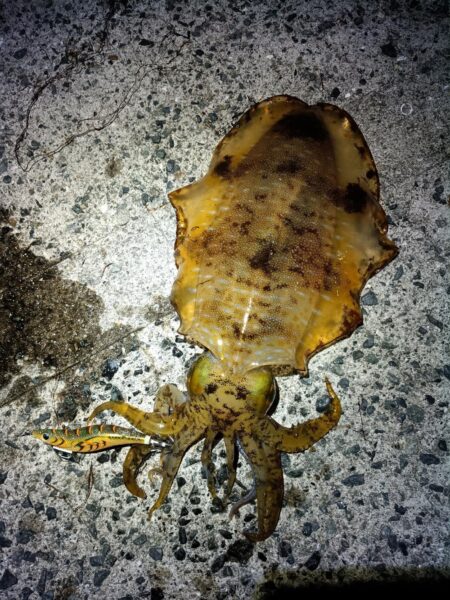 ギリギリキロアップ