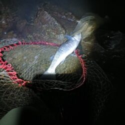 メバリングでまさかのドデカボーラ