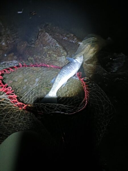 メバリングでまさかのドデカボーラ